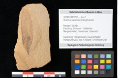 Foto (Objekt + Etikett) von Quercus palaeoilex Ettingshausen (NHMW-GEO-2024-0188-0750)